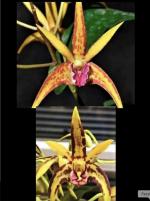 Dendrobium spp.