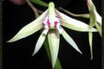 Dockrillia spp.