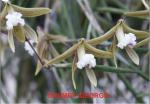Dockrillia spp.