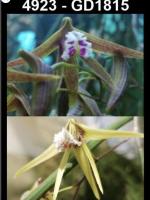 Dockrillia spp.