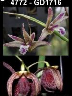 Dockrillia spp.