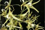 Dockrillia spp.