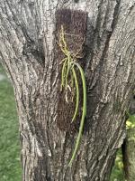 Dockrillia teretifolia