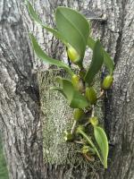 Bulbophyllum hybrid