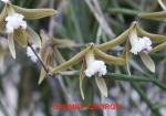 Dockrillia spp.