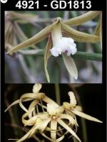 Dockrillia spp.