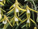 Dockrillia striolata
