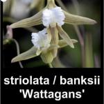 Dockrillia banksii