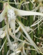 Dockrillia teretifolia