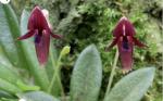 Bulbophyllum machpersonii