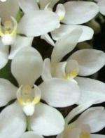 Sarchochilus falcatus