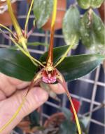 Dendrobium tetragonum