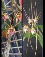 Dendrobium spp.