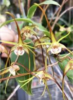 Dendrobium tetragonum
