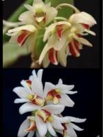 Dockrillia rigidum