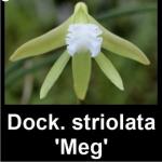 Dockrillia striolata
