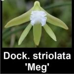 Dockrillia striolata