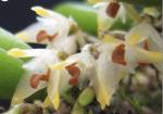 Bulbophyllum shepherdii