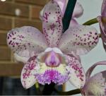 Cattleya spp.