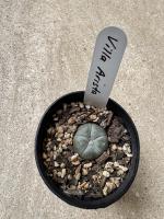 Lophophora williamsii