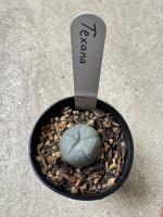 Lophophora williamsii