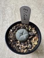 Lophophora williamsii