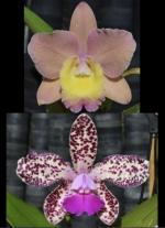 Cattleya spp.