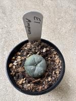 Lophophora williamsii