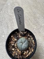 Lophophora williamsii
