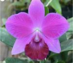 Cattleya spp.