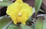 Cattleya spp.