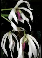 Leptotes bicolor