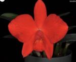 Cattleya spp.
