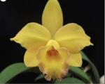 Cattleya spp.