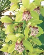 Cymbidium spp.