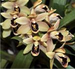 Cymbidium spp.