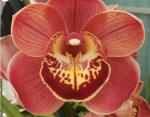 Cymbidium sp.