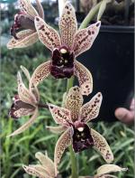 Cymbidium spp.