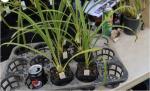 Cymbidium spp.