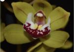 Cymbidium spp.
