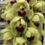 Cymbidium spp.