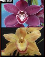 Cymbidium spp.