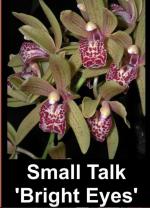 Cymbidium spp.