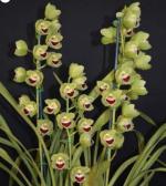 Cymbidium spp.
