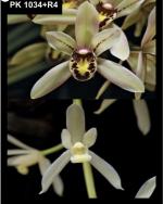 Cymbidium spp.