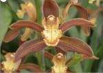 Cymbidium spp.