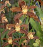 Cymbidium spp.