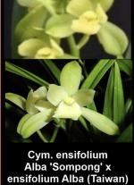 Cymbidium ensifolium