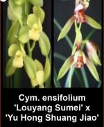 Cymbidium ensifolium