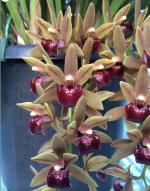 Cymbidium spp.